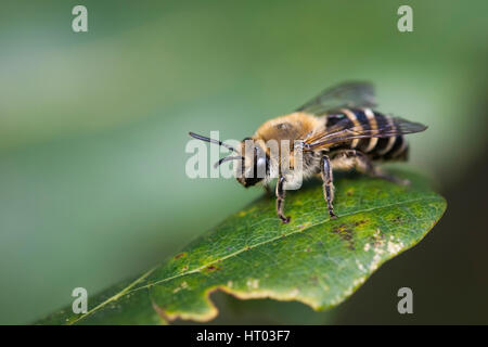 Ivy Mining Bee on a leaf - Cornwall, UK Stock Photo