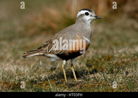 Eurasian Dotterel, Charadrius morinellus, full frame image of a female bird in full summer breeding plumage.A common species,but scarce in UK Stock Photo