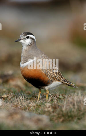 Eurasian Dotterel, Charadrius morinellus, full frame image of a female bird in full summer breeding plumage.A common species,but scarce in UK Stock Photo