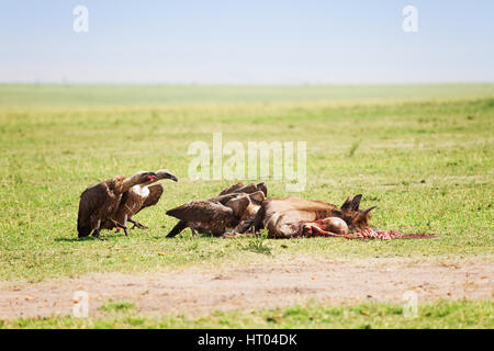 The vultures flock eating the carcass of a wildebeest, Kenya, Africa Stock Photo