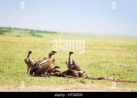 The white-backed vultures flock eating kill at African savannah, Kenya Stock Photo