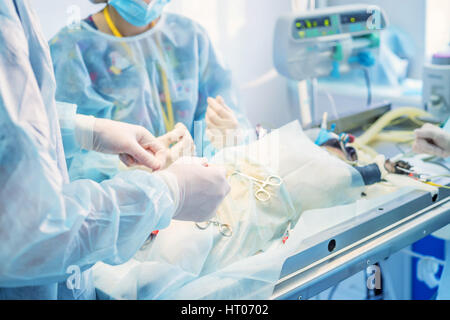 Veterinary doctors conducting surgery Stock Photo