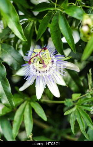Blooming of the passionflower in the summer Stock Photo