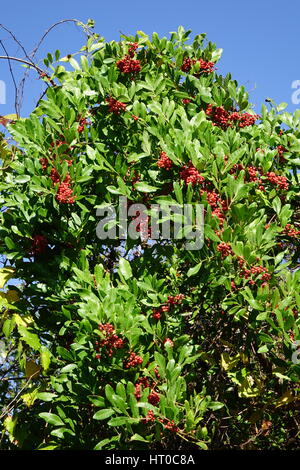 Brazilian pepper, Schinus terebinthifolius, has beautiful red berries. It is a non-native shrub or tree that grows in Florida Stock Photo