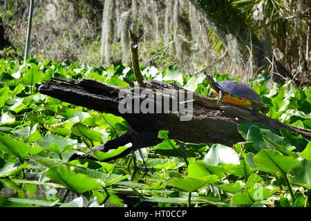 Pseudemys nelsoni, Florida redbelly cooter, resting on an old log Stock Photo