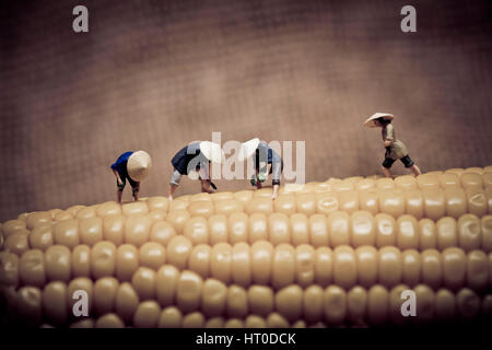 Asian peasants harvesting corn. Color tone tuned. Macro photo Stock Photo