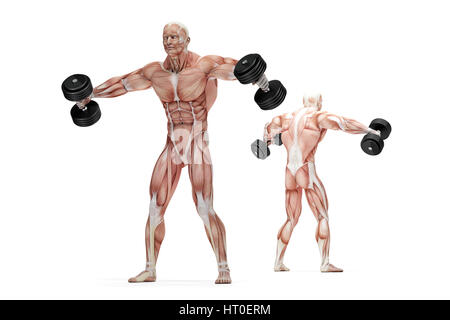 Lateral raises shoulders exercise. Anatomical illustration. Isolated