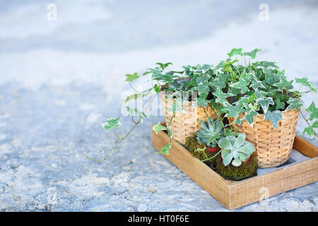 House plants, green succulents in a wooden box on a metal countertop, home decor retro style Stock Photo