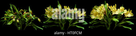 Time lapse series of yellow Alstroemeria flowers blooming. Stock Photo