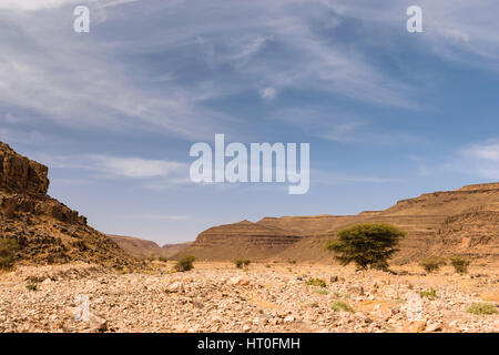 Landscape of the dry river Wadi Draa near Zagora in Morocco with a tree in the the river bed and blue sky with some clouds. Stock Photo