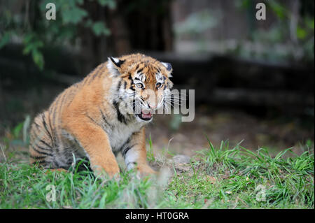 Close up siberian tiger cub in grass Stock Photo
