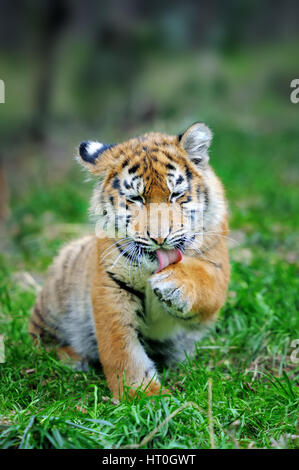 Close up siberian tiger cub in grass Stock Photo