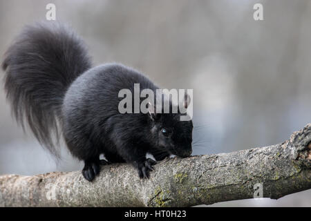 Black squirrel Stock Photo