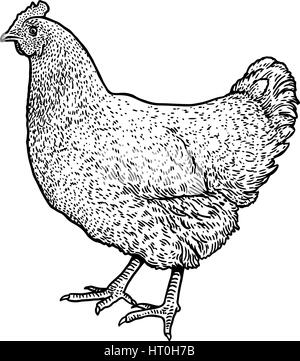 Chicken illustration, drawing, engraving, ink, line art, vector Stock Vector