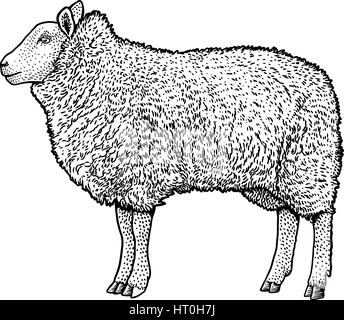 Sheep illustration, drawing, engraving, ink, line art, vector Stock Vector