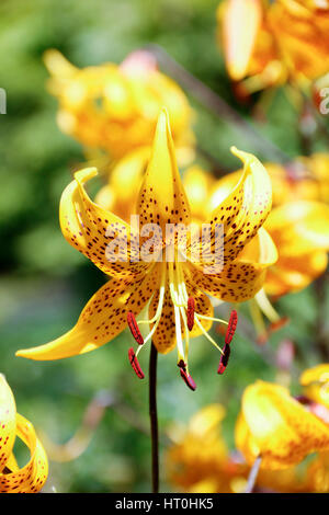 Close up of yellow flower of Lilium Henryi (Tiger Lily) named after plant hunter Augustine Henry Stock Photo