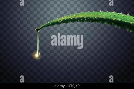 green aloe vera plant element, with one water drop fall from the tip, 3d illustration Stock Vector