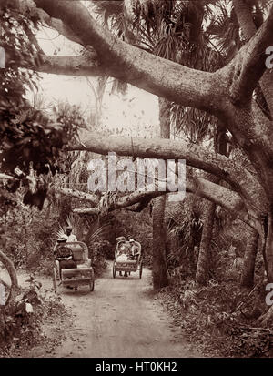 Palm Beach chariots, wicker-chaired rickshaws later referred to as afromobiles, on wooded trails in Palm Beach, Florida, c1909. Stock Photo