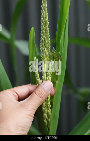 Close up Glass Gem Corn Maize flowers Stock Photo