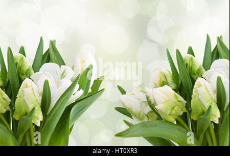 Closeup shot of white tulips. Against holiday lights. Stock Photo