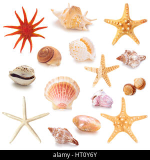 Collection of different seashells . Isolated on white background. Stock Photo