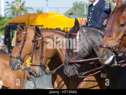 horse heads closeup Stock Photo