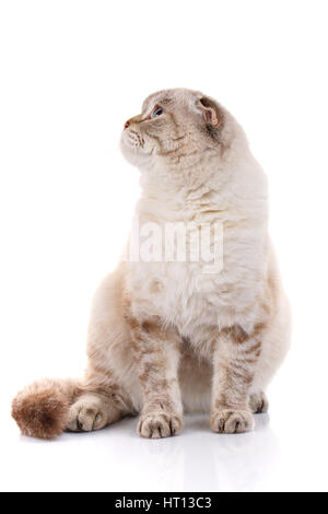 lop-eared scottish cat . isolated on white background Stock Photo