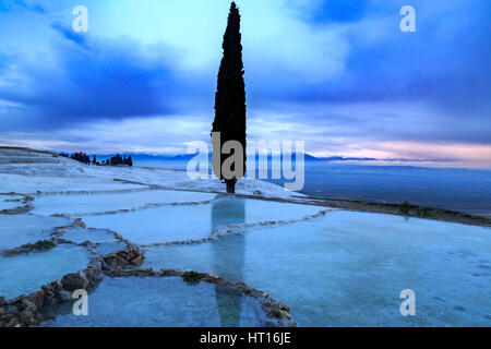 Tall pine tree reflection in Pamukkale travertines Stock Photo