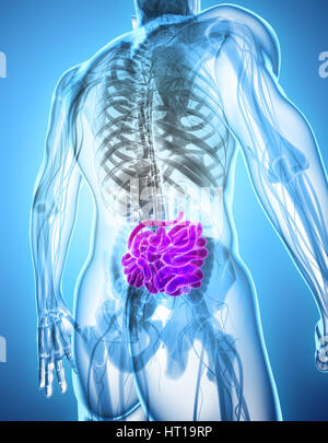 3D illustration of Small Intestine, Part of Digestive System. Stock Photo