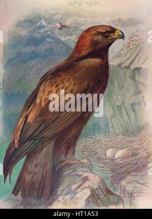 'Golden Eagle - A'quila chrysa'etus', c1910, (1910). Artist: George James Rankin. Stock Photo
