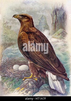 'White-Tailed or Sea-Eagle - Halia'etus albicil'la', c1910, (1910). Artist: George James Rankin. Stock Photo