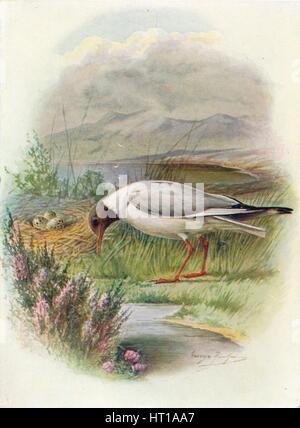 'Black-Headed Gull - Lar'us ridibun'dus', c1910, (1910). Artist: George James Rankin. Stock Photo