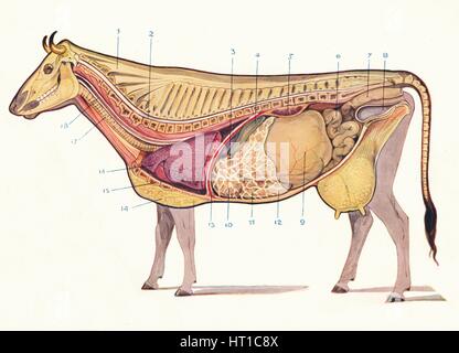 Median section of a cow, showing organs of circulation and respiration