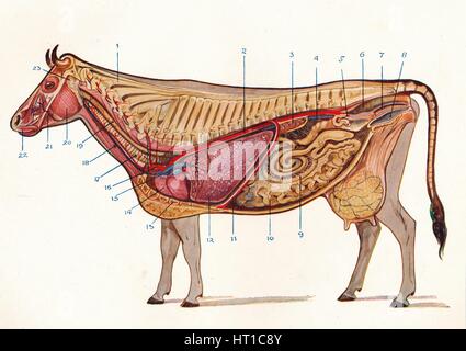 Anatomy of the cow organs Stock Photo: 34974991 - Alamy