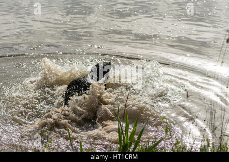 A series of consecutive images of two dogs, Labrador Retrievers, jumping into a lake and playing in the water. Stock Photo