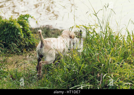 A wet puppy importantly runs through long grass curiously exploring. Stock Photo