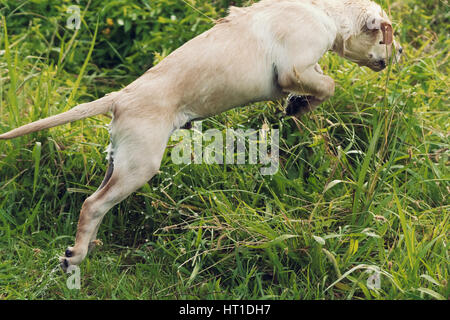 A white puppy leaps excitedly through long grass with water streaming off him. Stock Photo