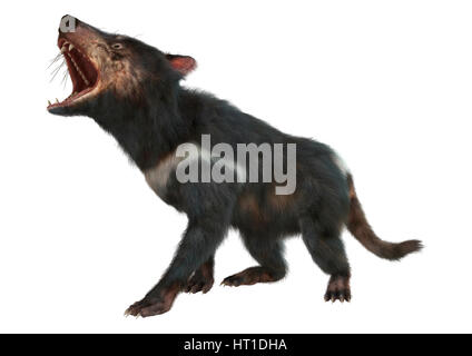 3D rendering of a tasmanian devil isolated on white background Stock Photo