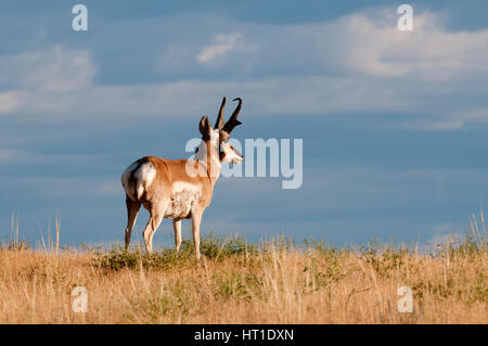 Pronghorn buck (Antilocapra americana) near Billings, Montana Stock Photo