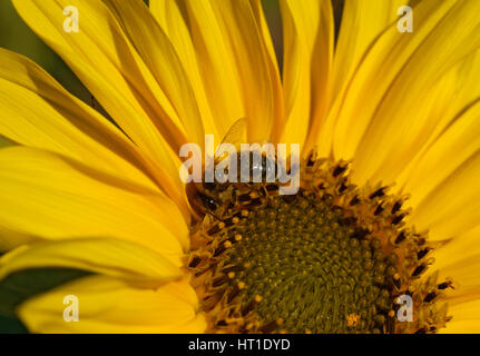 Bee is sitting on bright yellow sunflower and drinking nectar from it in . Stock Photo