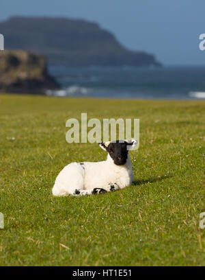 Isle of Mull Scotland uk lamb with black face in spring Stock Photo
