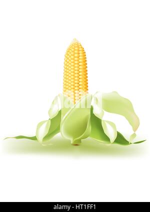 Golden corns Stock Vector