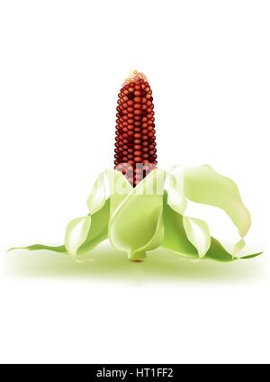 Golden corns Stock Vector