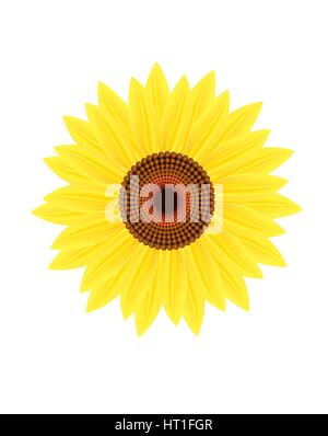 Sunflower with drops of sunflower oil. Stock Vector
