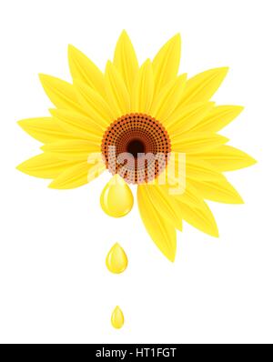 Sunflower with drops of sunflower oil. Stock Vector