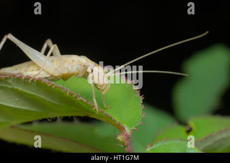 Italian tree cricket (Oecanthus pellucens) Stock Photo