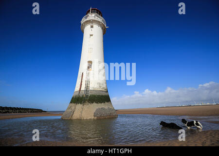 New Foundland dogs Shelby (black) and Heidi (white) splash in the water infront of New Brighton lighthouse, Wirral on a clear spring day. Stock Photo