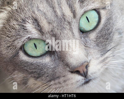 Close up of a tabby cat looking straight into the camera with beautiful green eyes Stock Photo