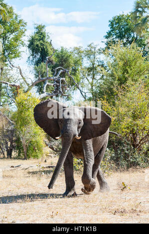 An African elephant running in Zimbabwe's Zambezi National Park. Stock Photo
