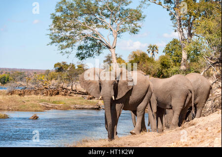 A herd of African Elephant seen drinking on the banks of the Zambezi River in Zimbabwe's Zambezi National Park.